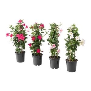 Dipladenia