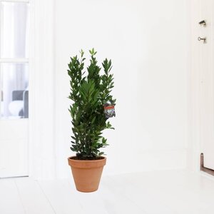 Laurierboom