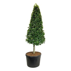 Beukenboom