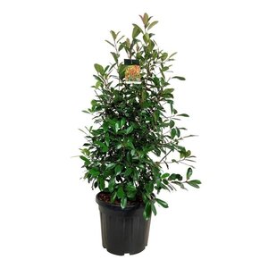 Photinia Glansmispel