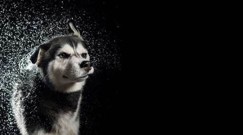 Dog Photography | Using Flash Duration to Freeze Motion