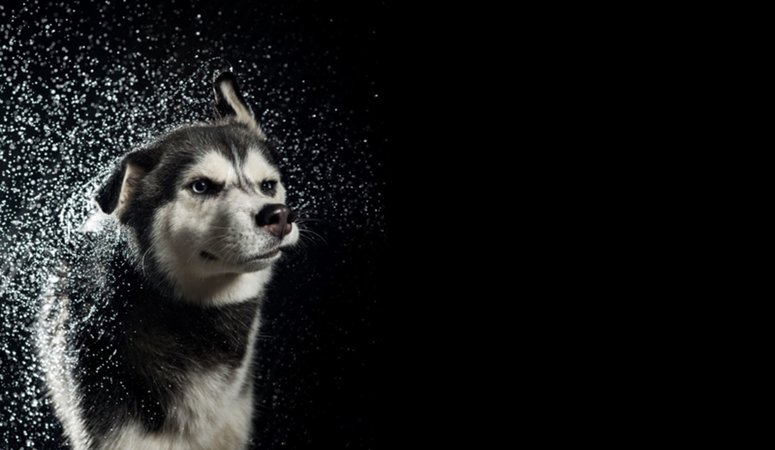 Dog Photography | Using Flash Duration to Freeze Motion