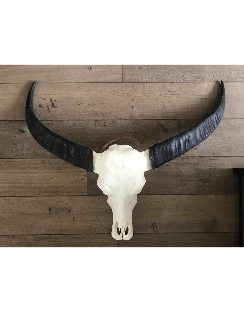 Damn Skull real water buffalo XL