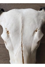 Damn Skull real buffalo