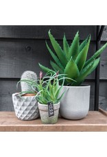 Damn Fake plant in 60 cm pot - Copy - Copy - Copy - Copy