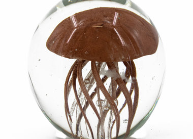 Jellyfish in glass