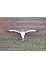 Damn Longhoorn echt  Medium