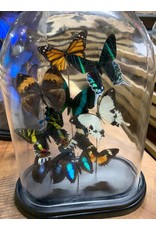 Damn Stolp with butterflies - Copy - Copy - Copy