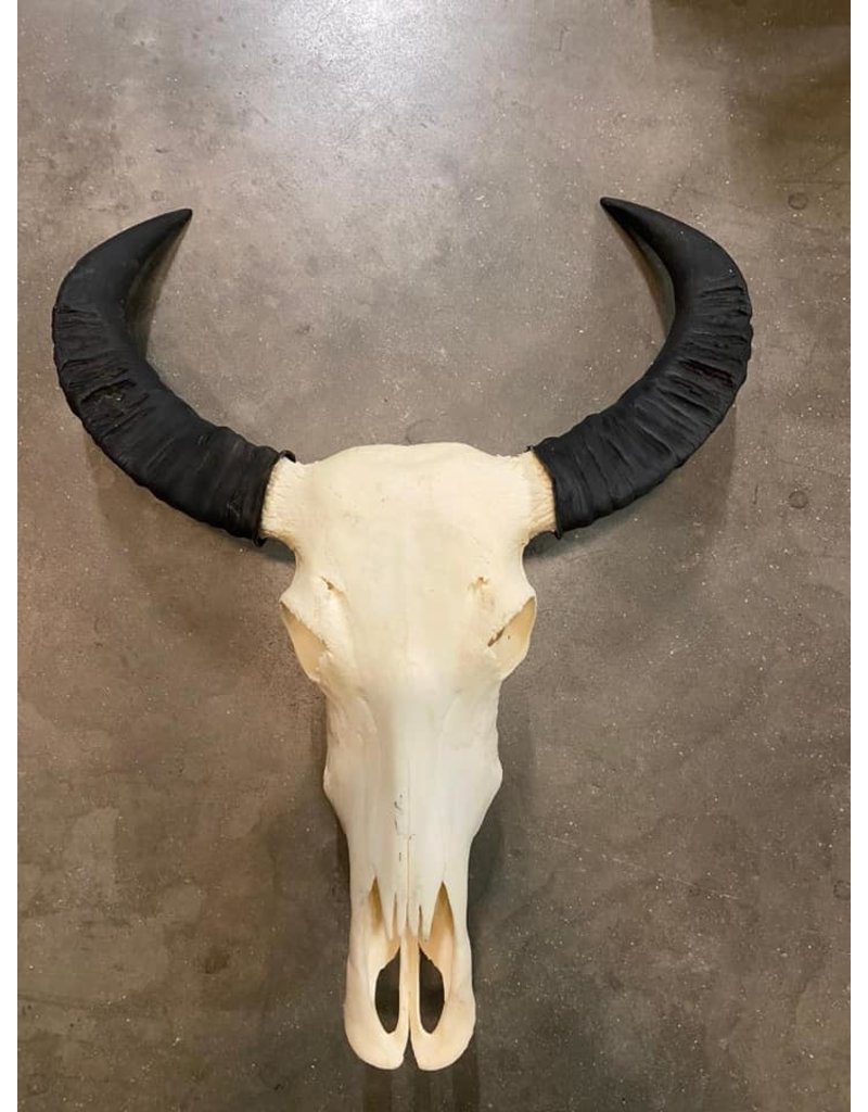 Damn Skull real buffalo - Copy