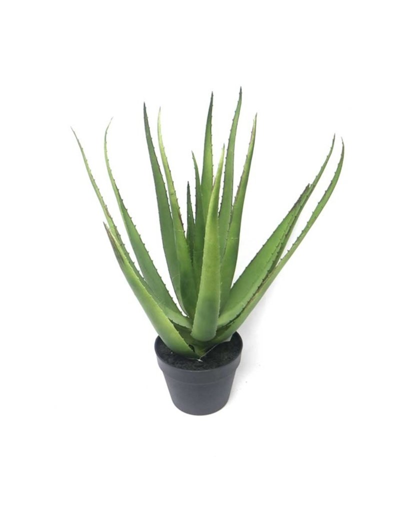 Damn Fake Plant 25 - Copy - Copy - Copy - Copy - Copy - Copy - Copy - Copy - Copy - Copy - Copy - Copy