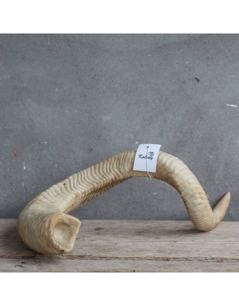 Damn Loose horn art 10 cm