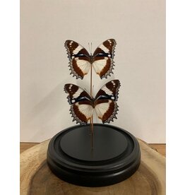 Damn Showcase with real butterflies - Copy - Copy