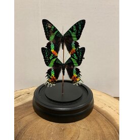 Damn Showcase with real butterflies - Copy - Copy - Copy