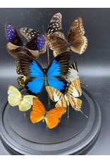 Damn Stolp met vlinders  9 vlinders