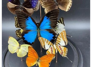 Stolpen en vlinders