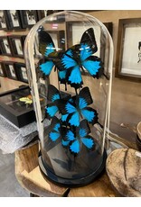 Damn Stolp with butterflies - Copy - Copy - Copy - Copy - Copy