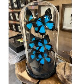 Damn Dome with real butterflies - Copy - Copy - Copy - Copy - Copy