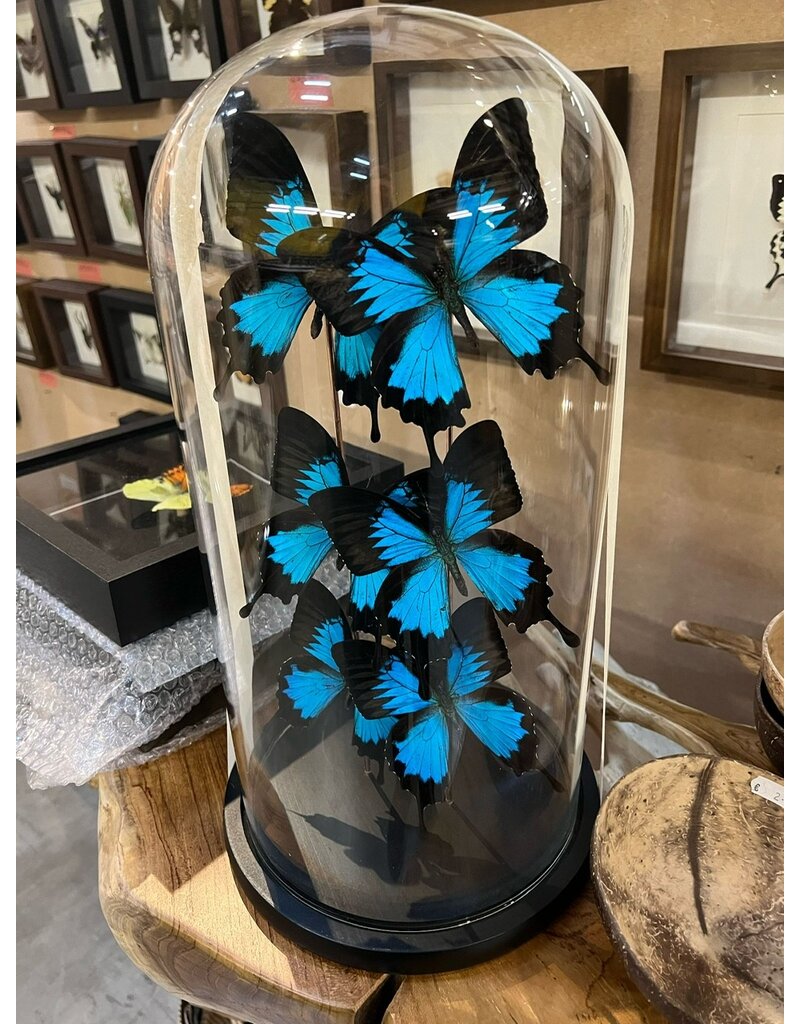 Damn Stolp with butterflies - Copy - Copy - Copy - Copy - Copy