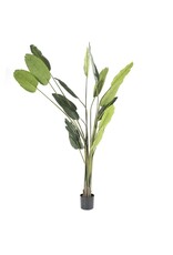 Damn Strelitzia - large