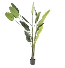 Damn Strelitzia - large