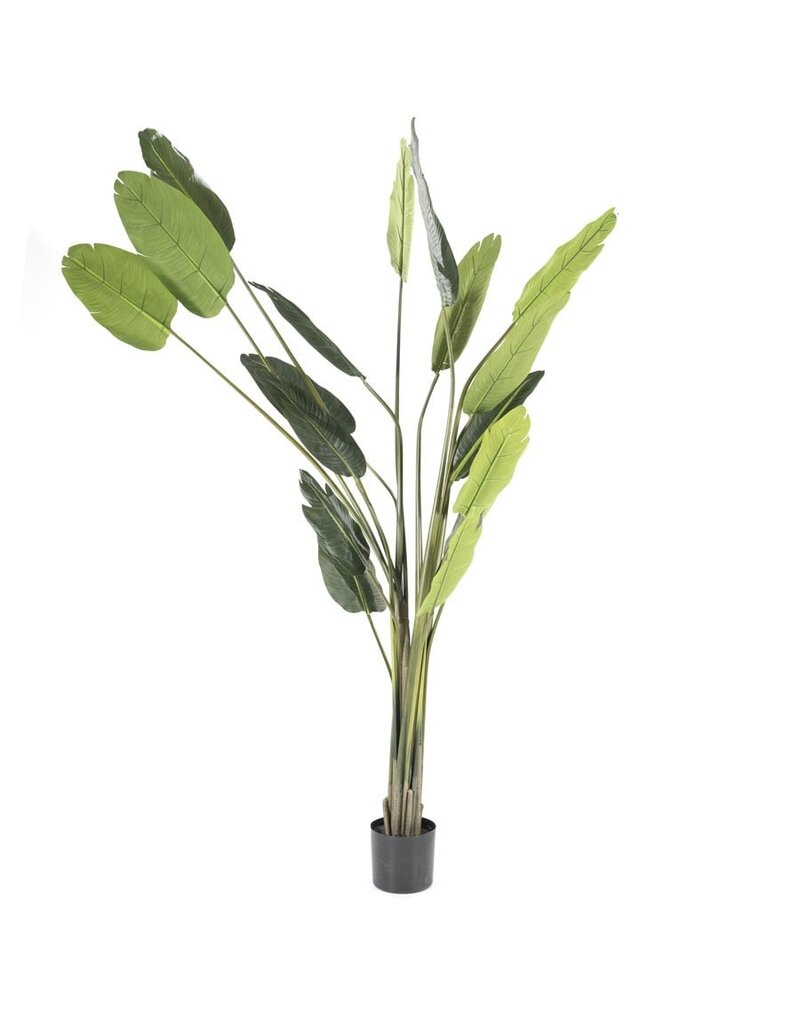 Damn Strelitzia - large