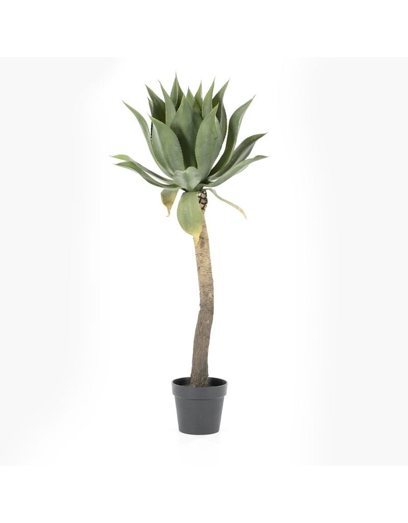 Damn Agave on stem - large