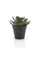 Damn Succulent Echeveria 2