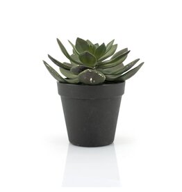 Damn Succulent Echeveria 2