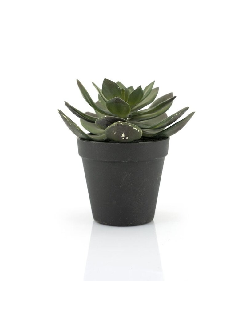 Damn Succulent Echeveria 2