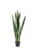 Damn Sansevieria  - large