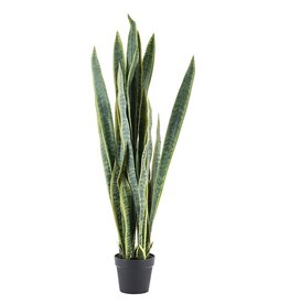 Damn Sansevieria  - large