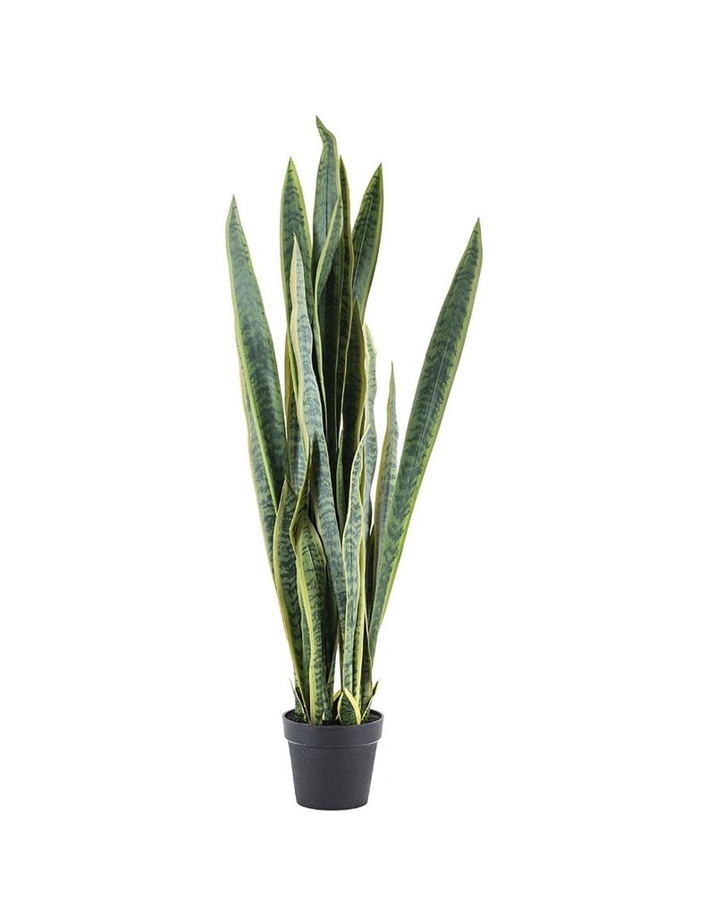 Damn Sansevieria  - large
