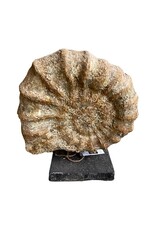 Damn Fossiel on stand 36x14H42cm