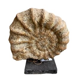 Damn Fossiel on stand 36x14H42cm