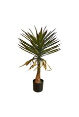 Damn Yucca plant 90cm