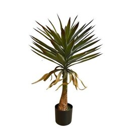 Damn Yucca plant 90cm