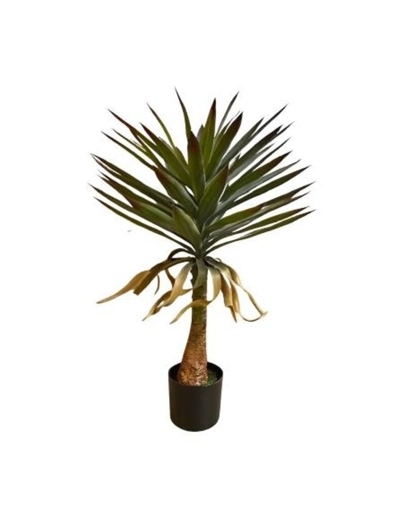 Damn Yucca plant 90cm