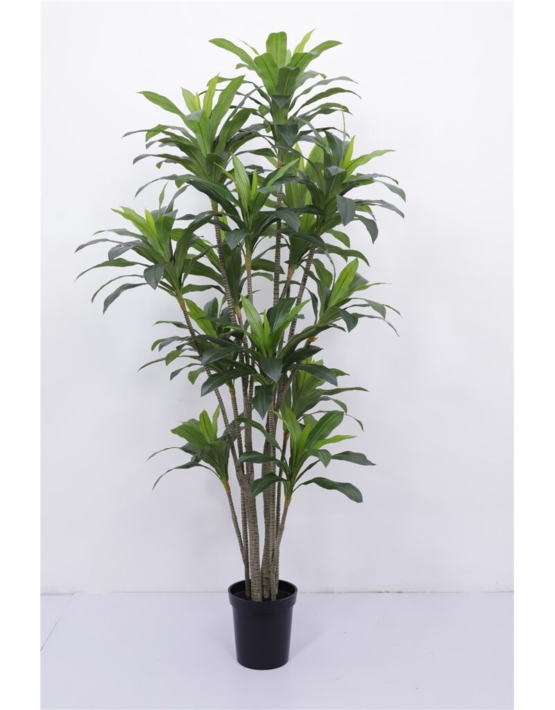 Damn Kunstboom Dracaena real touch 250cm