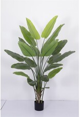 Damn Kunstplant Strelitzia 230cm