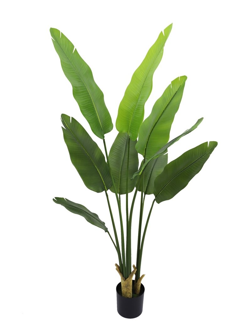 Damn Kunstplant Strelitzia real touch 180cm