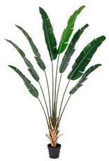 Damn Kunstplant Strelitzia real touch 215cm