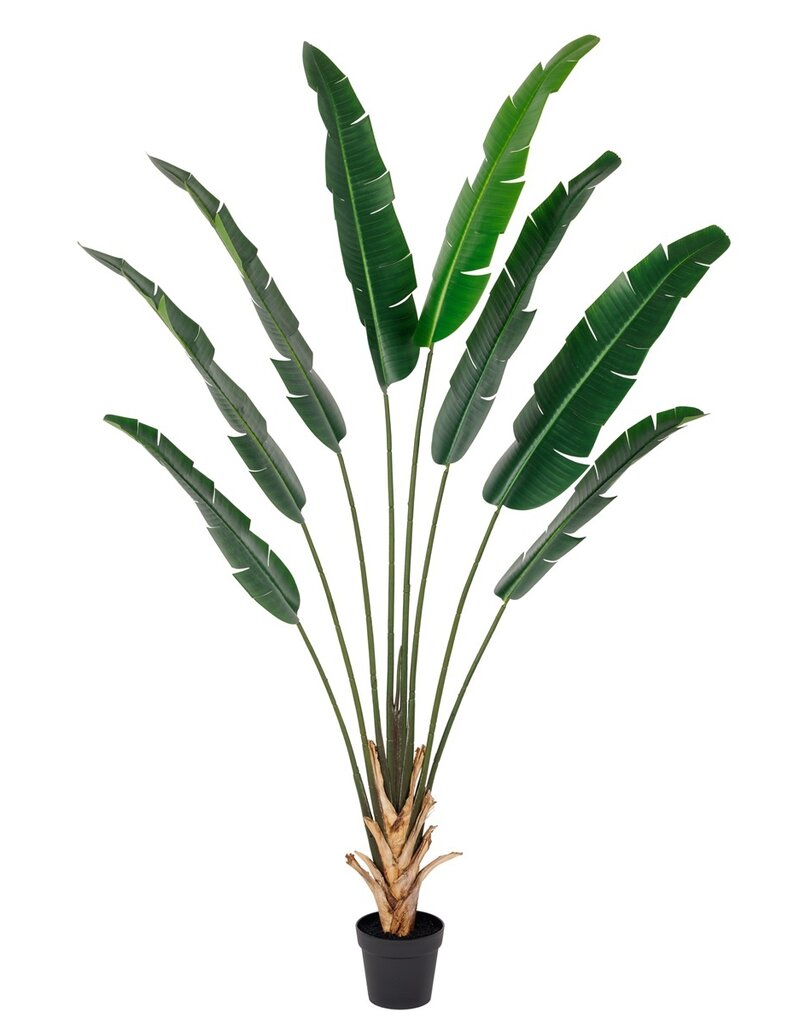 Damn Kunstplant Strelitzia real touch 215cm