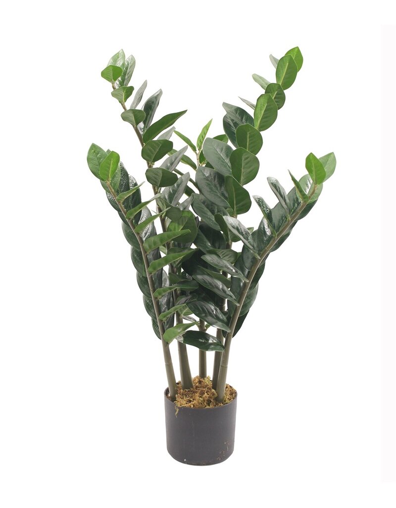 Damn Kunstplant Zami Zamioculcas zamiifolia 80cm