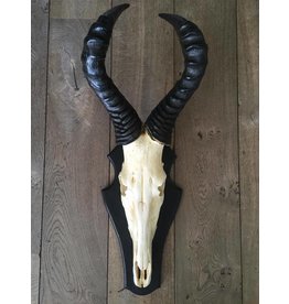 Damn Skull springbok