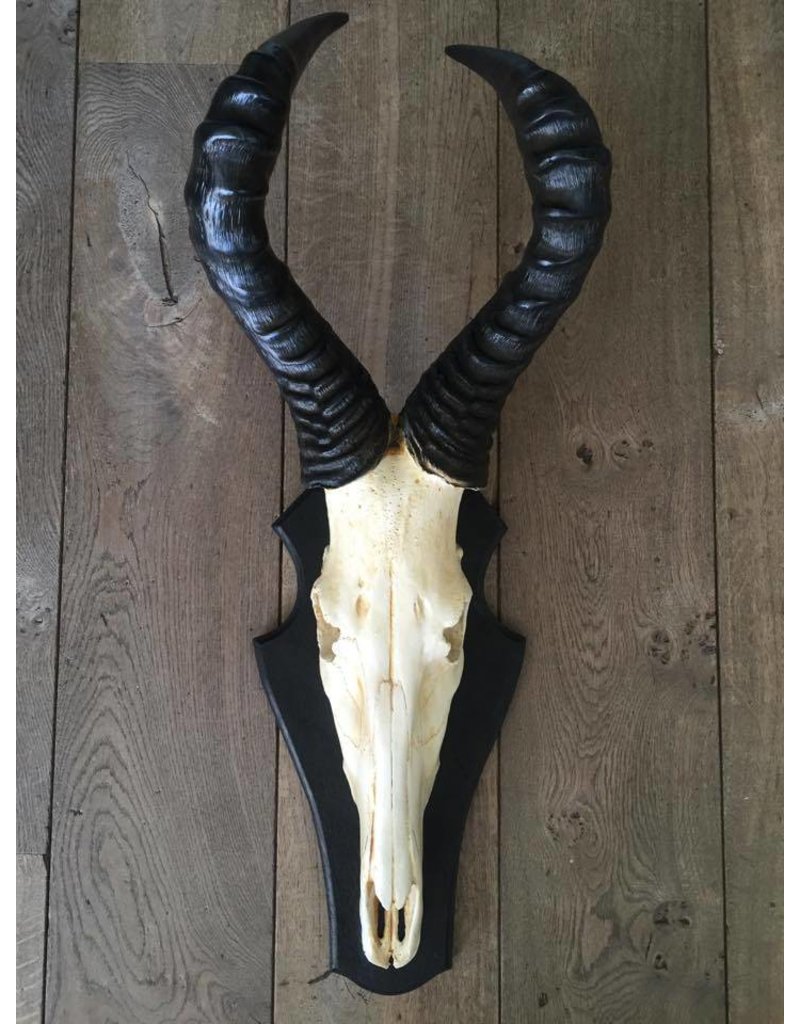 Damn Skull springbok