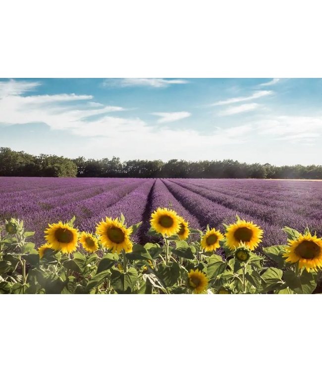 Sphere parfum Diffuser voor Aroma therapie