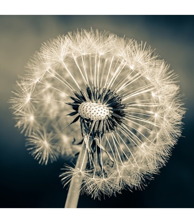 Black and white Dandelion