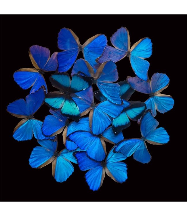 Blue Butterfly Explosion