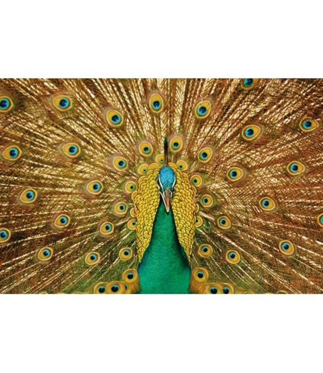 A Beautiful Peacock