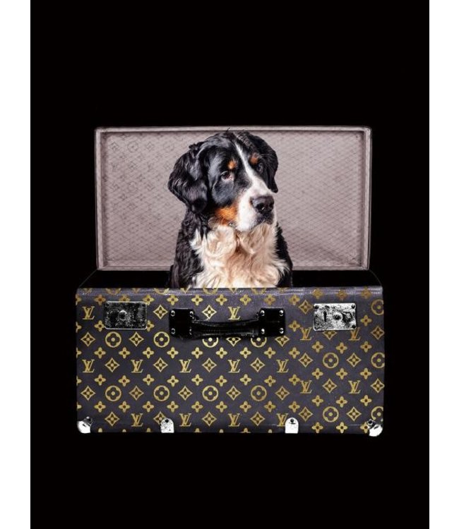 Glasschilderij - Berner Sennen in mode koffer